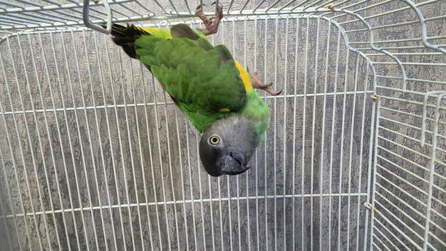 Male senegal parrot caiq parrot hand tame