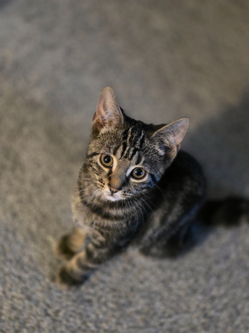 2 gorgeous female kittens