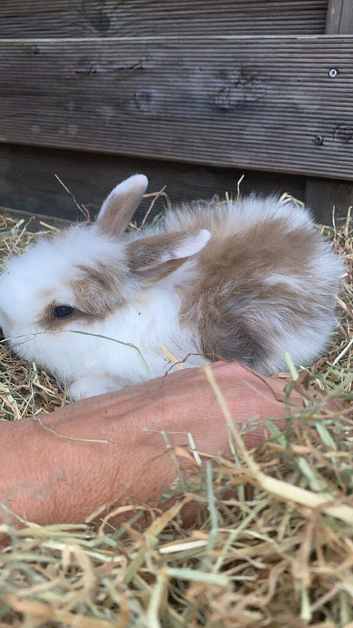 Baby Rabbits
