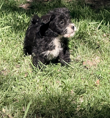 2 beautiful jackapoo boys left