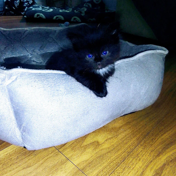 Girl kittens
