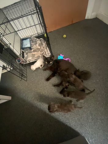 6 gorgeous kittens