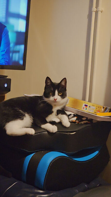 Tuxedo male kitten
