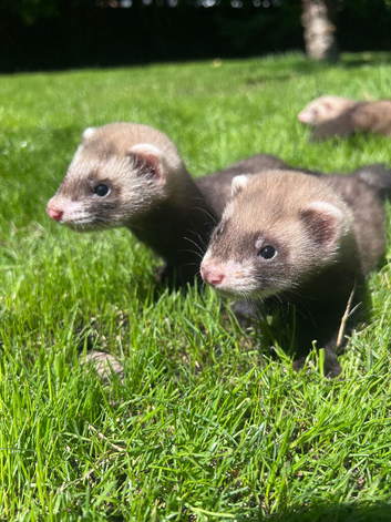 Only 4 Brown Ferrets Left