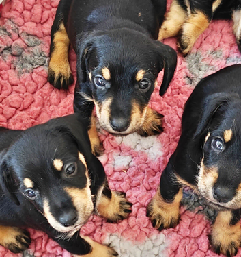 Schnauzer x Daschund F1 Schnoxies puppies