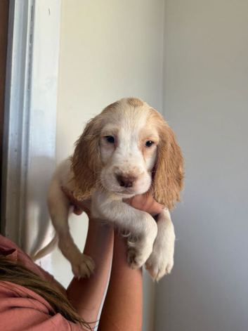 Cocker spaniel pups
