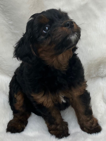 Gorgeous Jackappoo puppies