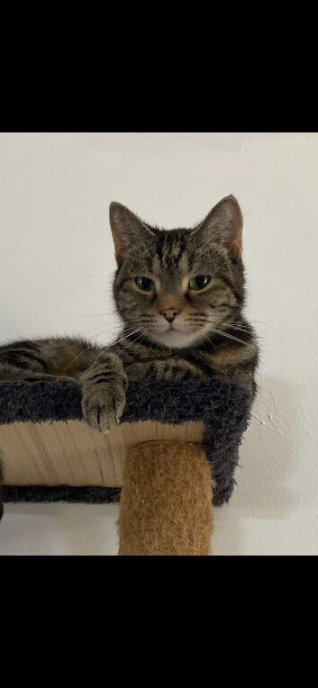 Female cat needing a loving home