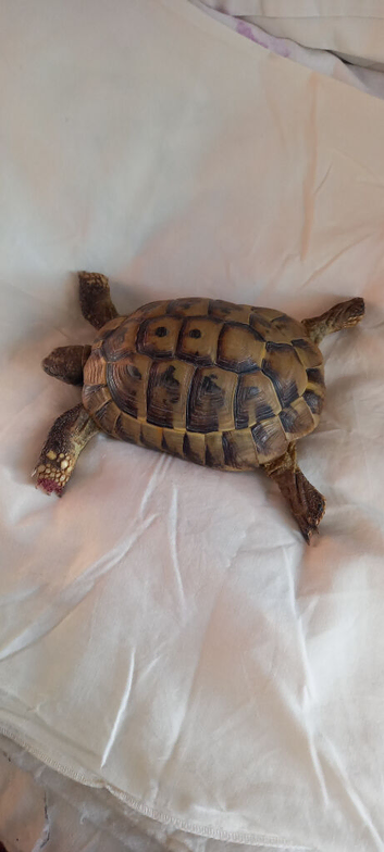 Male 10 years old Herman tortoise