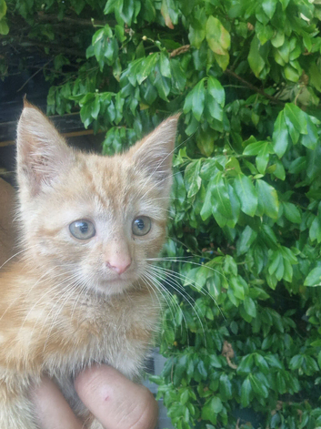 Kittens