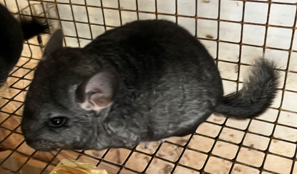 Beautiful 3 month old standard male chinchilla &pound;90.