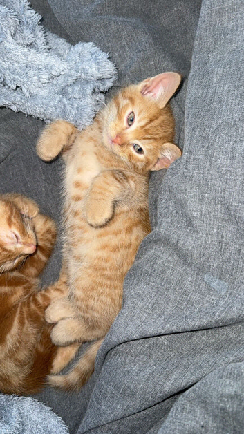 Kittens