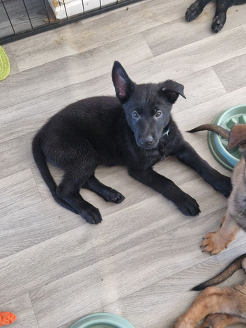 German shepherd puppies 5 available