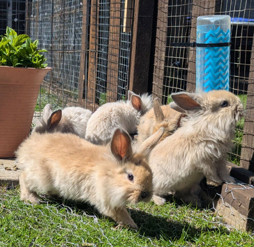 Bunnies for sale