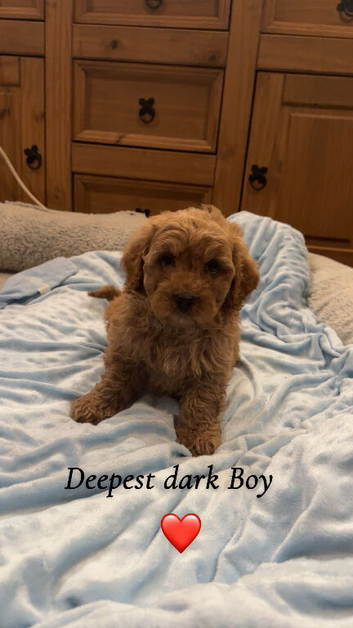Cavapoo puppy&rsquo;s