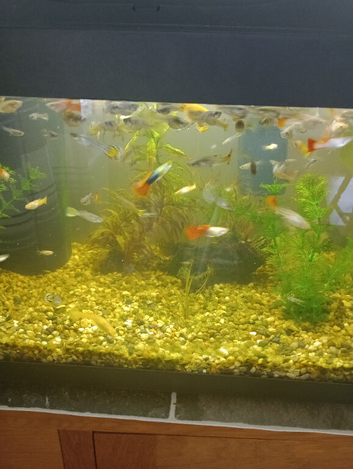 Free Young Juvenile Guppies
