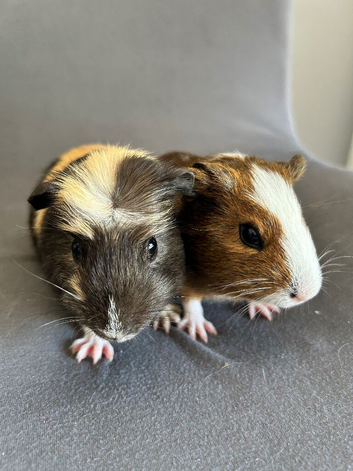Two baby brother guinea pigs