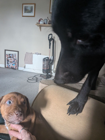 Mixed bread/lab/