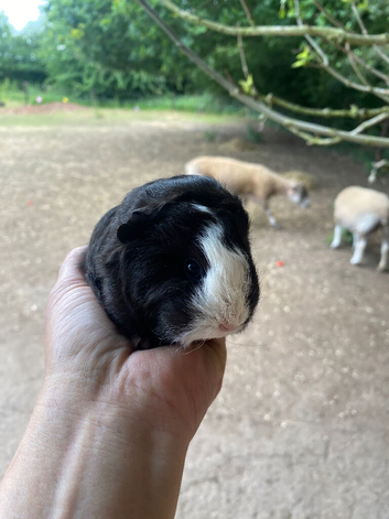 Quality Pedigree Swiss Guinea Pigs 2 Boars Ready To Leave Now