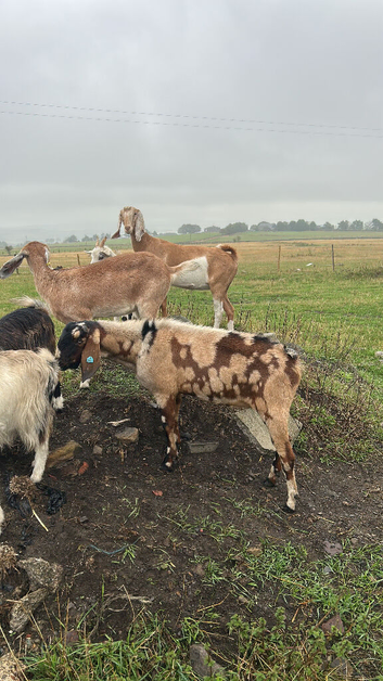 Anglo Nubians