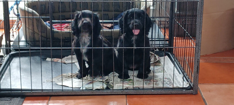 Working cocker pups ready
