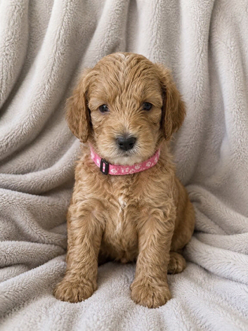 Champagne Cockapoo