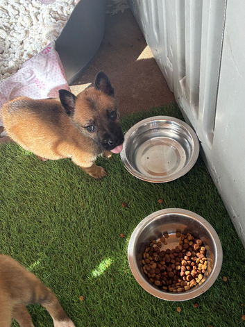 1 Belgian Malinois Female left!!