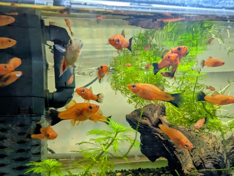 50 Red Wag Swordtails for all (last stock) &pound;50