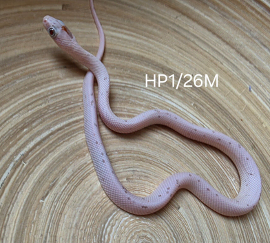 Palmetto het hypo corn snake