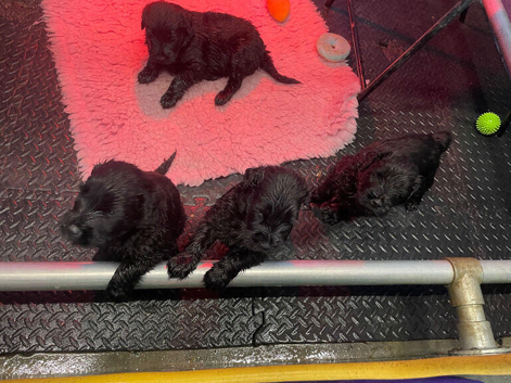 Black Russian Terrier