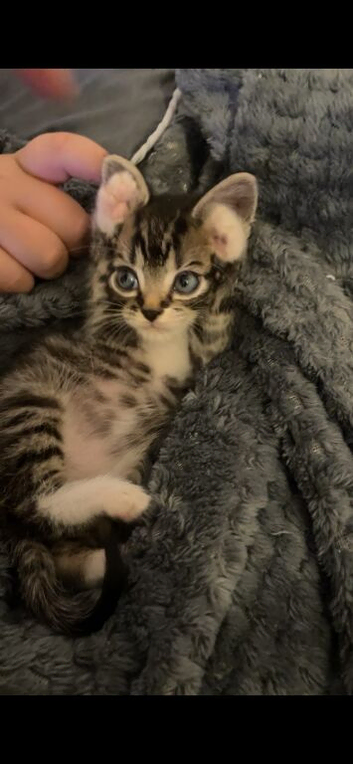Tabby brown greyish