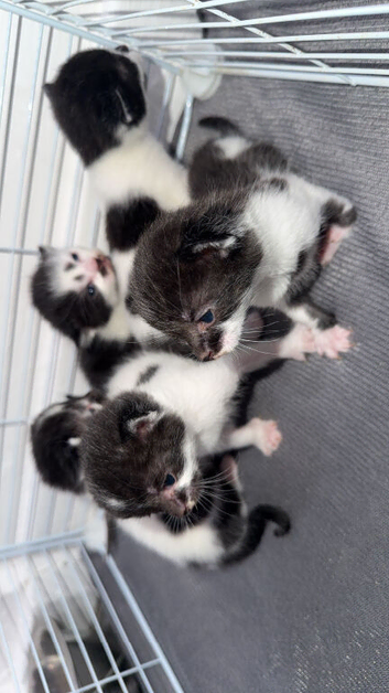 3boys 2 girls
