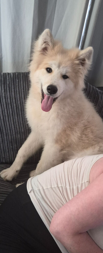 Japanese akita
