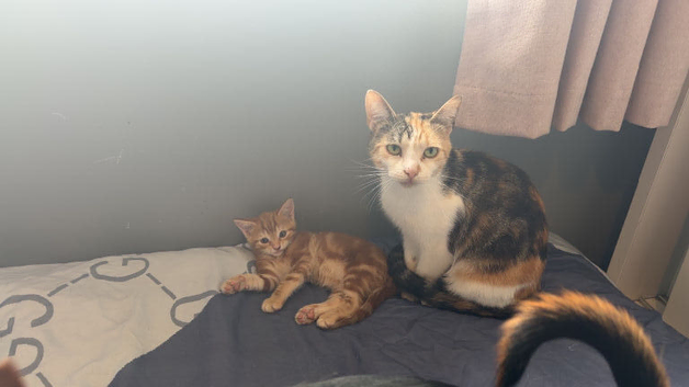 3 kittens