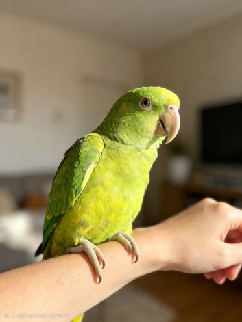Yellow-naped amazon