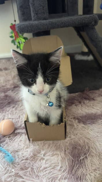 Tuxedo ragdoll mix - male