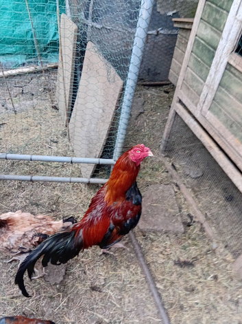 Aseel Rooster