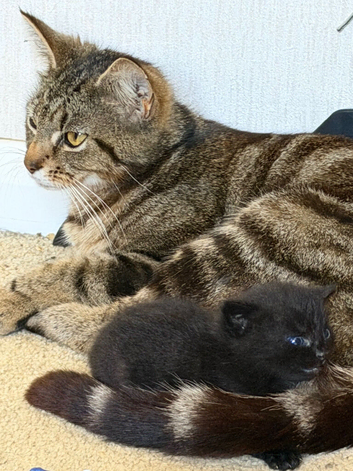 4 kittens for sale