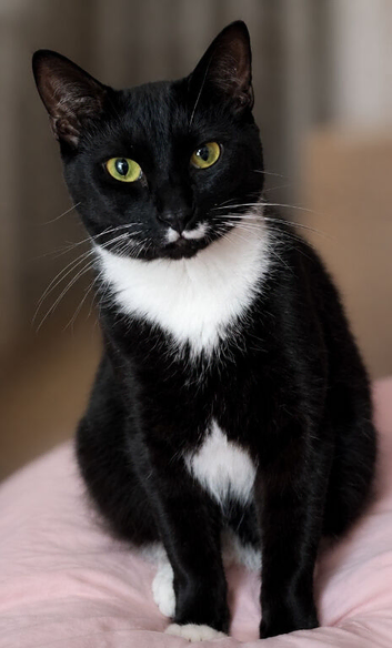 MISSING CAT - stockmoor Bridgwater Somerset - CASH REWARD for safe return