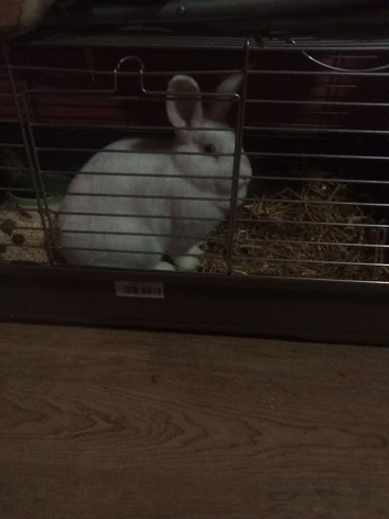 Rabbit
