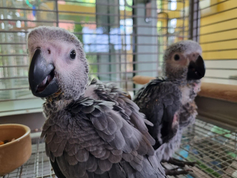African Grey Baby