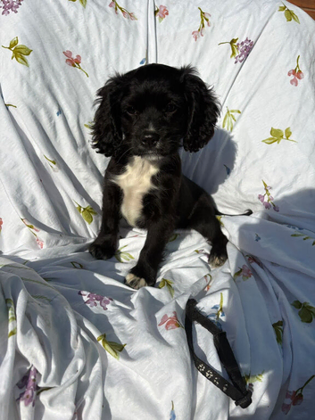 Cocker spaniel