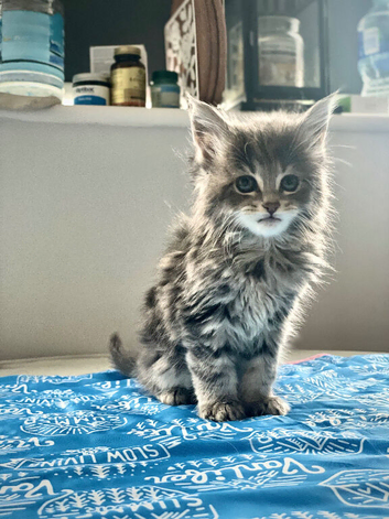 4 Beautiful Maine coon kittens!