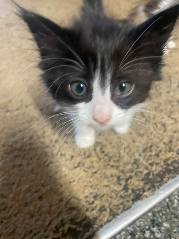 Fluffy black and white kitten