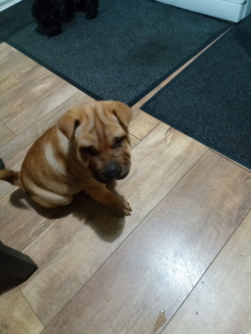 Shar =pei