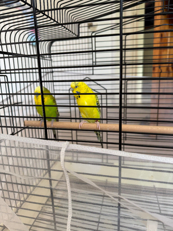 Pair of Adult budgie