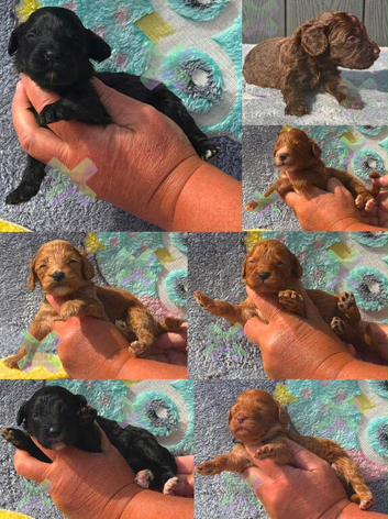 F1 small mini cockapoos various colours 30 dna health tested clear