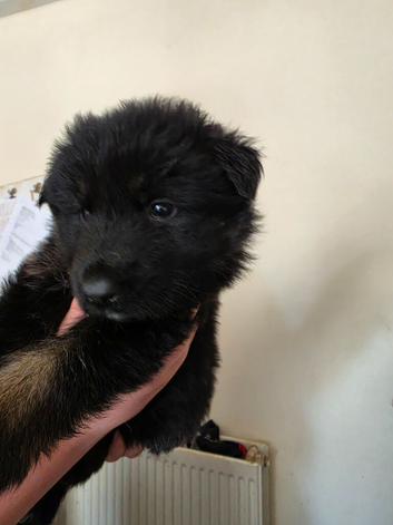 German shepherd puppies looking for forever home