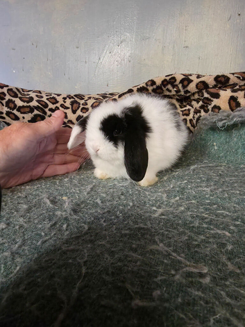 Stunning chunky girl doe ready now