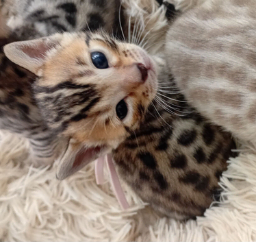 5 beautiful full breed bengal kits